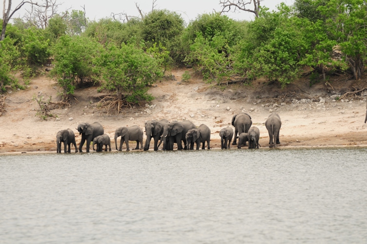 Elephants Botswana