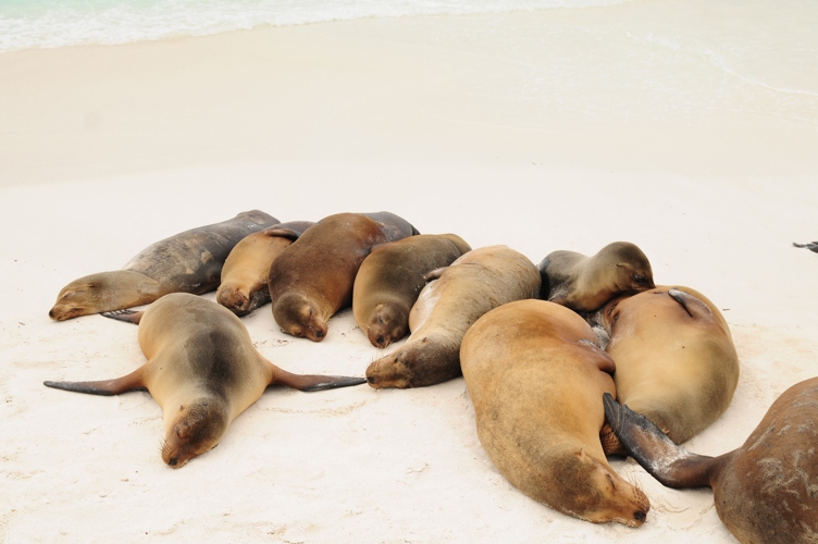 Herd of Seals sleeping Galapagos