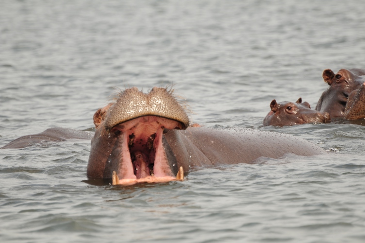 Hippo Bostswana