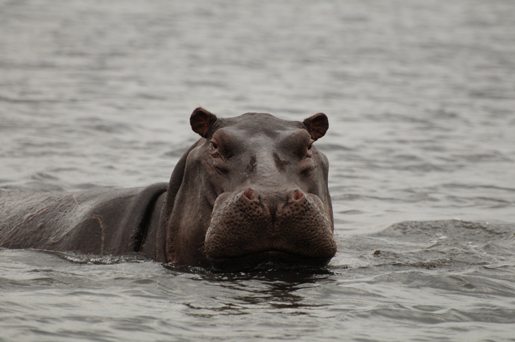 Hippo Bostwana