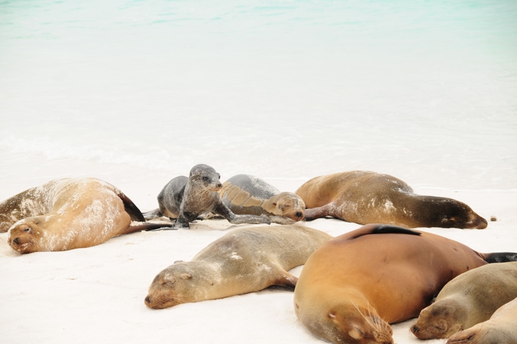 Lazy Seals 2