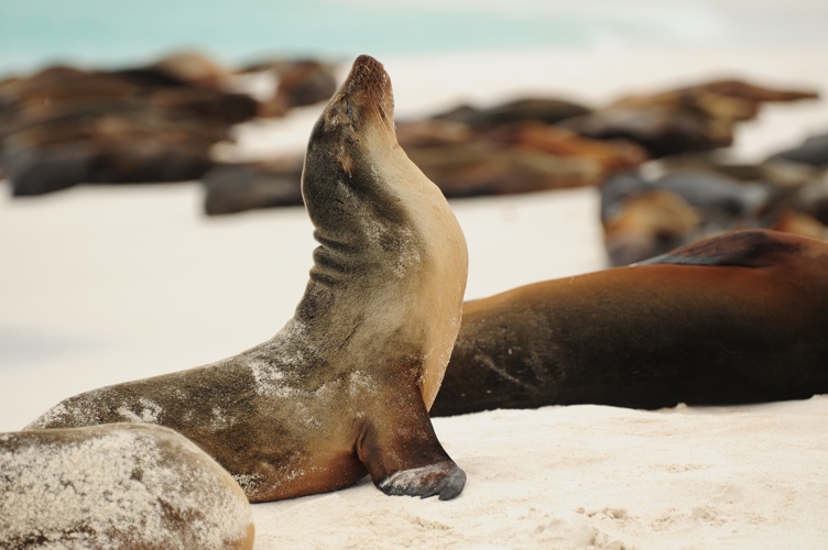Posing Seal Galapagos